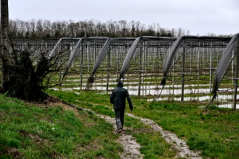 Inondations dans le Confluent : une digue rompue menace les vergers de kiwis et les serres de fraises