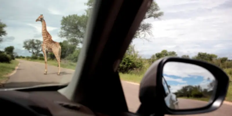 Inondations dévastatrices au parc Kruger : un lodge ravagé par les flots en Afrique du Sud