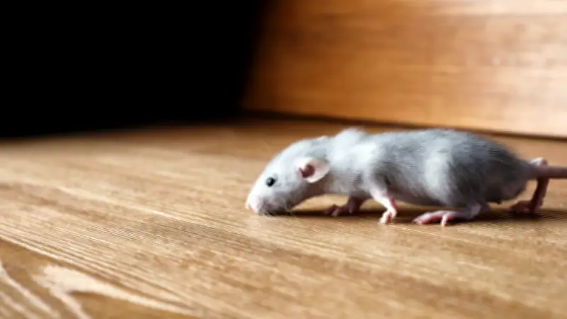 Inondations : les rats envahissent les maisons pour fuir la montée des eaux