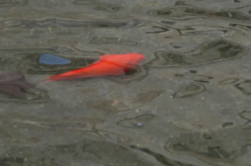 Inondations à Saintes : des poissons rouges nagent sur le parking de l'Abbaye aux Dames