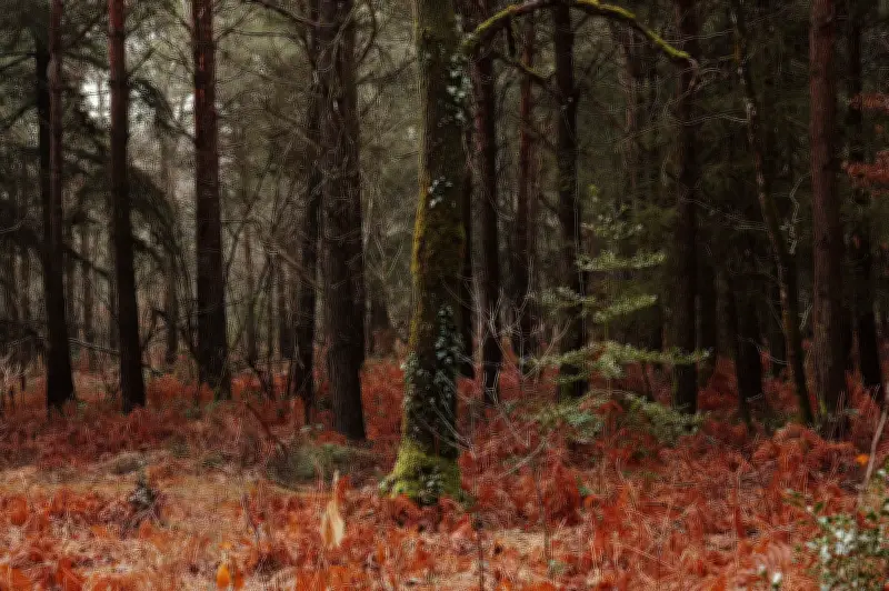 Investir dans la forêt : un placement patrimonial durable aux atouts fiscaux