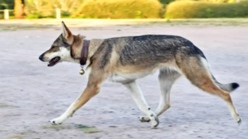 JO d'hiver 2026 : un chien-loup traverse la ligne d'arrivée lors d'une épreuve de ski de fond