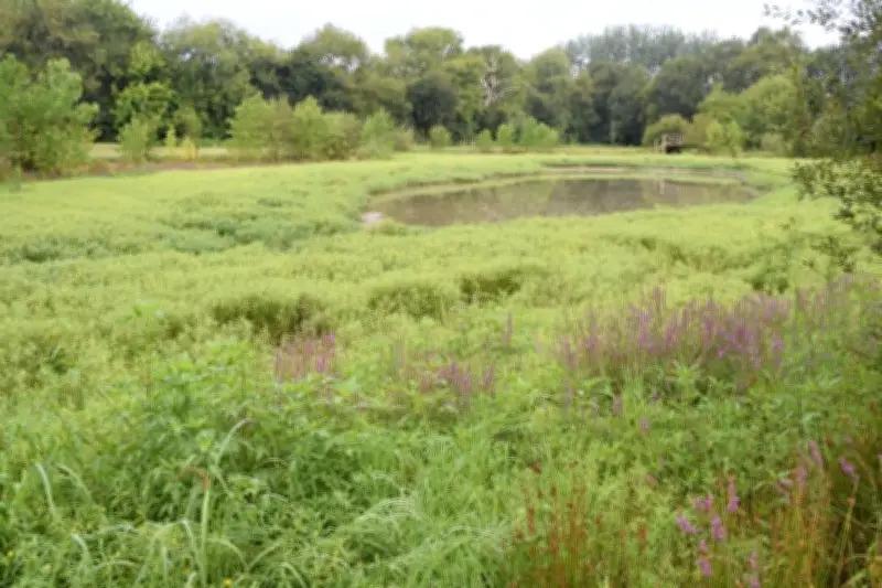 Journée mondiale des zones humides : deux visites guidées organisées par la FDC40 dans les barthes de la Plaine