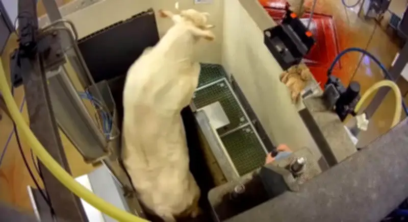 L214 face à l'État : le tribunal administratif de Bordeaux examine les carences de contrôle à l'abattoir de Bazas