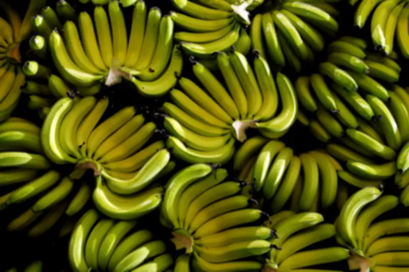 La Banane, Fruit Préféré des Français : Prix, Production et Impact sur la Santé