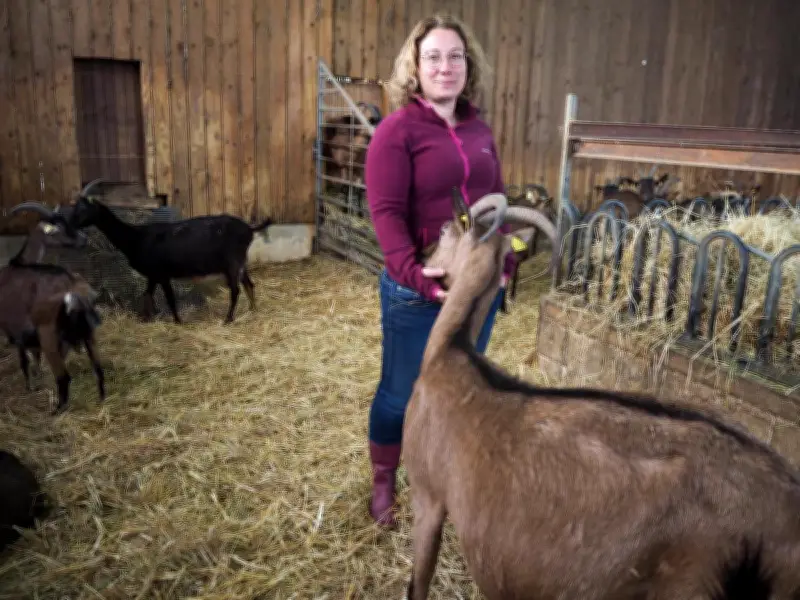 La Dordogne vise le record mondial du plus grand plateau de fromages de chèvre