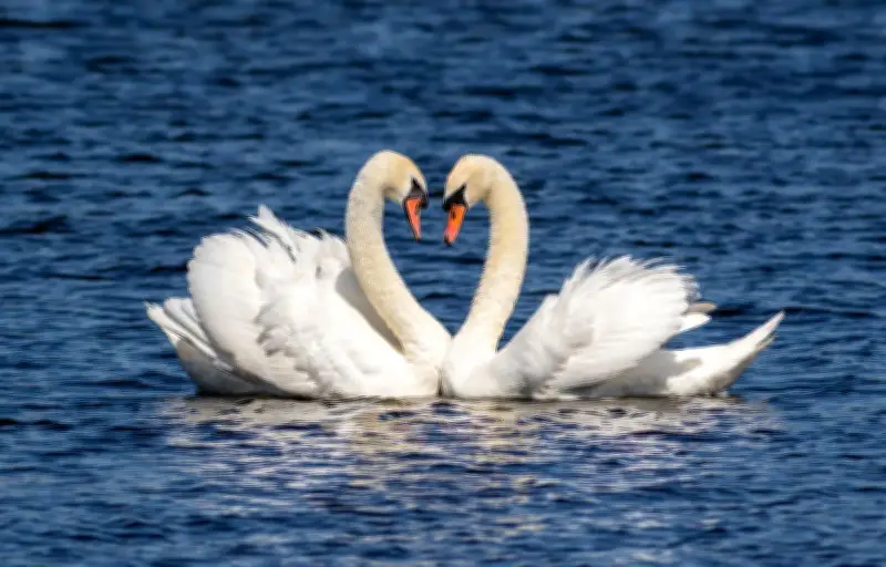 La fidélité animale : une exception évolutive entre coopération et stratégie de survie