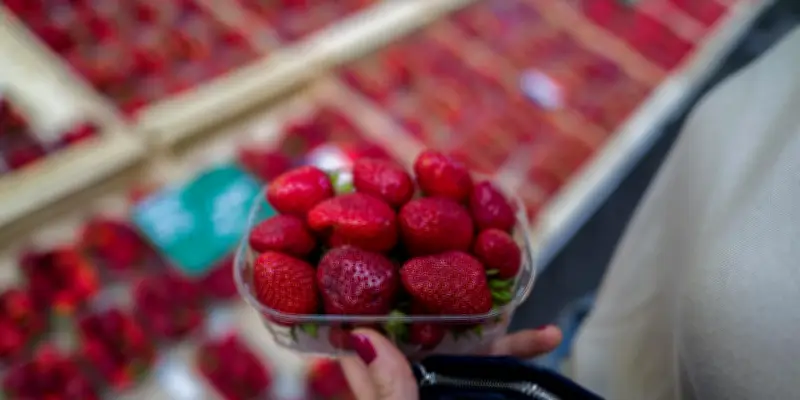 La fraise française, un modèle de souveraineté alimentaire à suivre ?