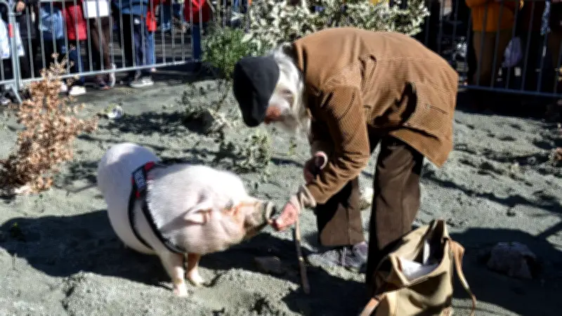La Fête du Cochon de Saint-Pons-de-Thomières : une tradition gourmande animée par les Tamarous