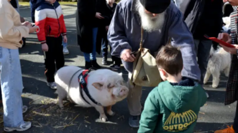 La Fête du Cochon triomphe à Saint-Pons-de-Thomières, Ricky devient mascotte officielle