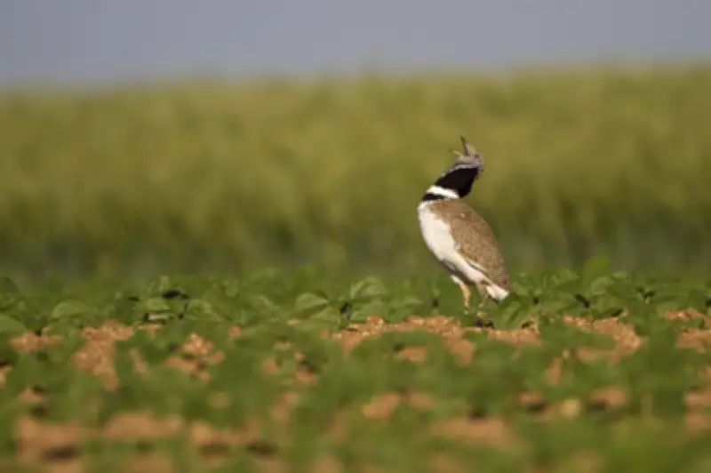 La LPO et un chercheur du CNRS alertent sur l'effondrement catastrophique des oiseaux agricoles