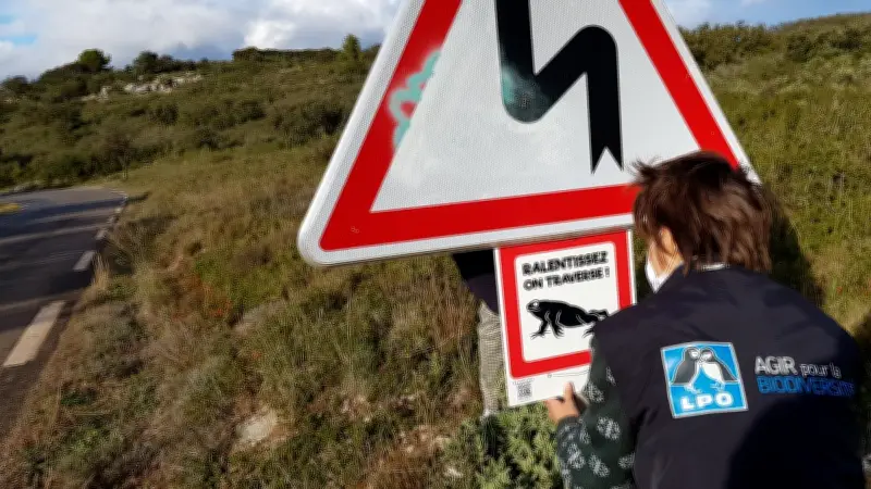 La LPO lance un plan de sauvetage pour protéger les amphibiens de l'Hérault