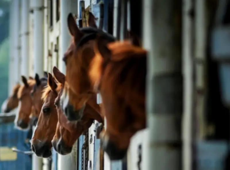 La MFR de Thiviers investit 3 millions d'euros pour moderniser sa filière hippique