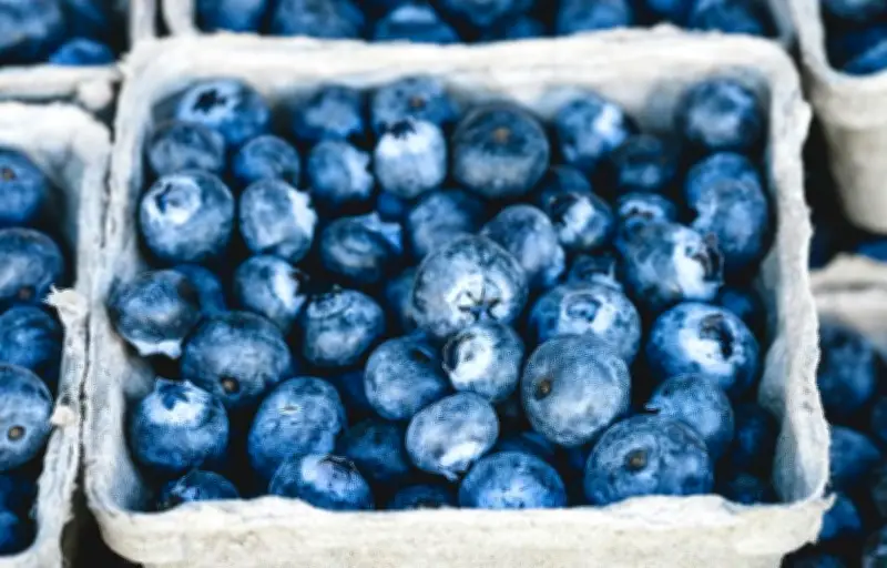 La myrtille, un superfruit aux multiples bienfaits pour la santé cardiovasculaire et cognitive