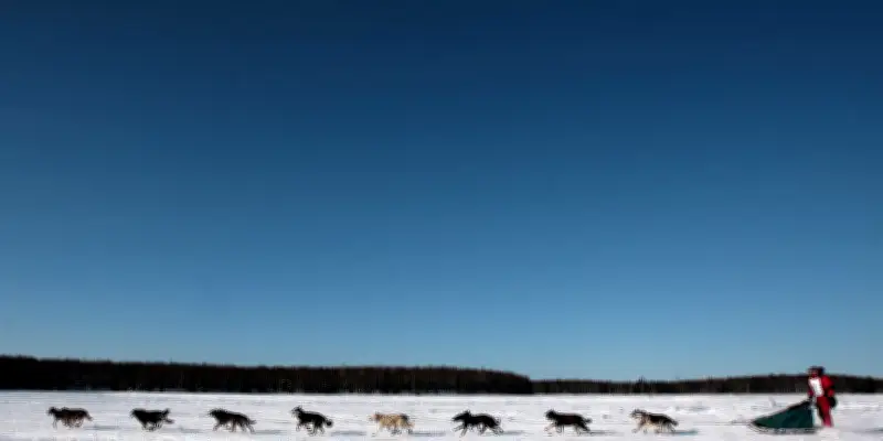 La Yukon Quest, une épreuve mythique née dans un bar d'Alaska