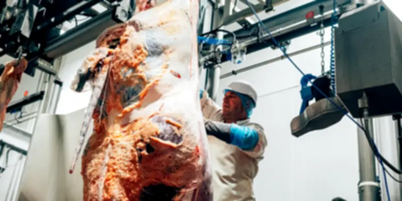 L'abattoir de Vannes placé en redressement judiciaire, symbole du déclin des petites structures