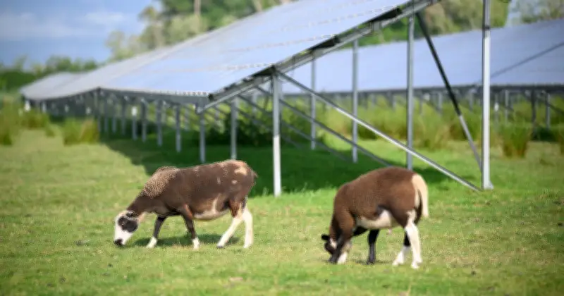 L'agrivoltaïsme divise les agriculteurs français face aux défis climatiques