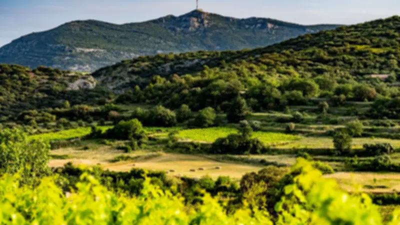 L'AOC Montpeyroux voit le jour après trois décennies de démarches