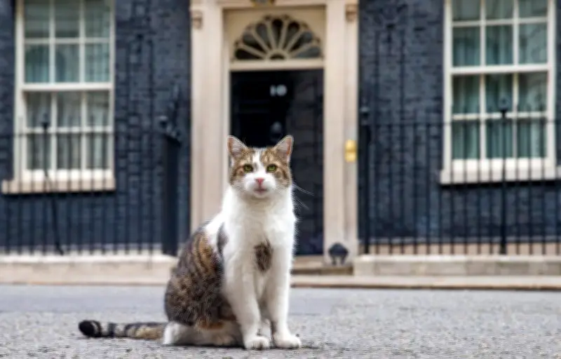 Larry, le chat de Downing Street, célèbre ses 15 ans au cœur du pouvoir britannique