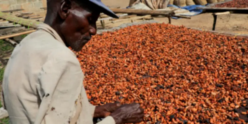 Le cacao en chute libre après une année de spéculation effrénée