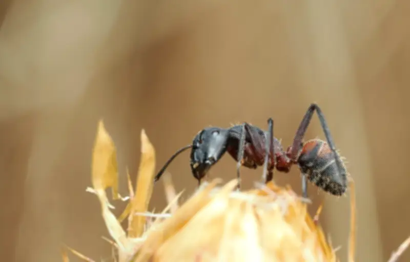 Le champignon zombie qui manipule les fourmis : un phénotype étendu fascinant