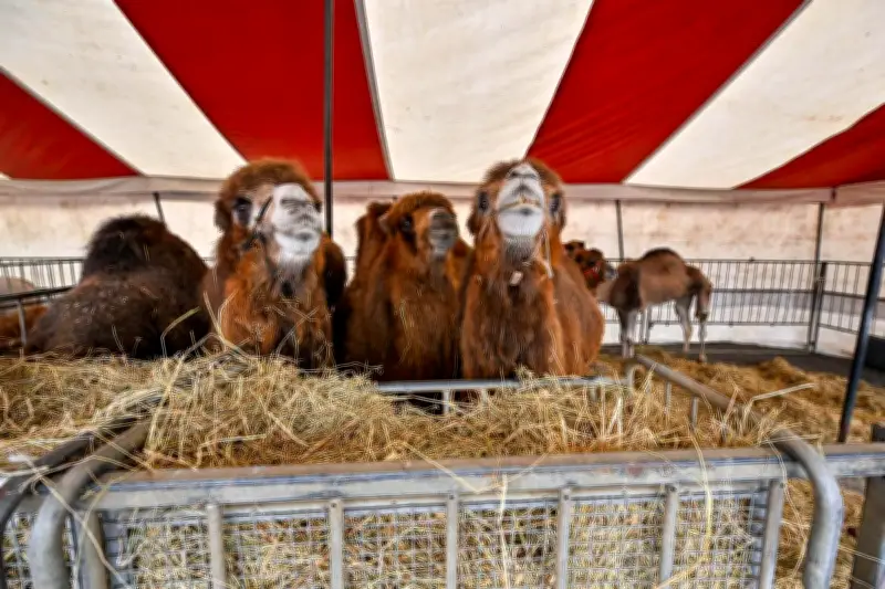 Le cirque Zavatta peut rester malgré la plainte du centre commercial