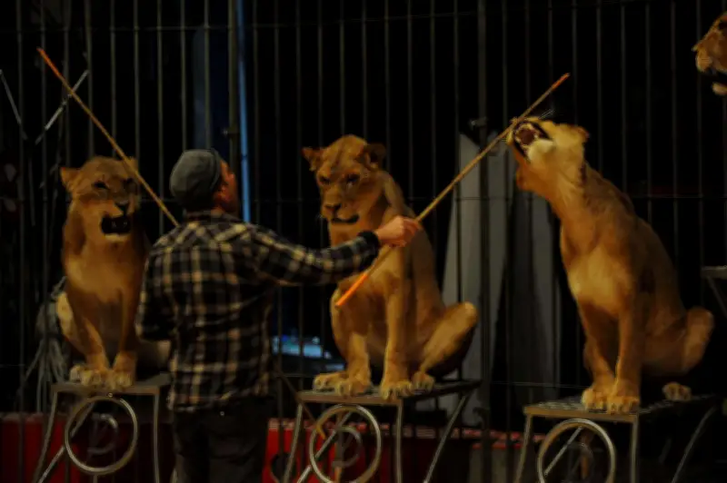 Le cirque Zavatta s'installe sans autorisation sur un parking commercial à Saint-Pierre-du-Mont