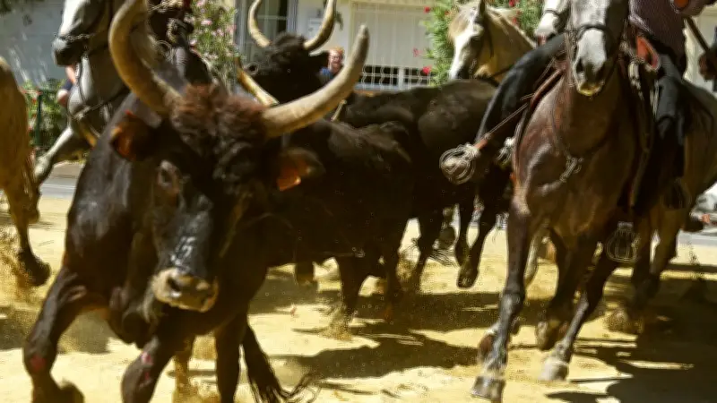 Le club taurin La Balestilla dévoile un programme festif 2026 ambitieux