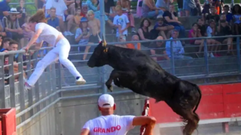 Le Club Taurin Saint-Loup Dévoile une Surprise de Taille pour sa Saison