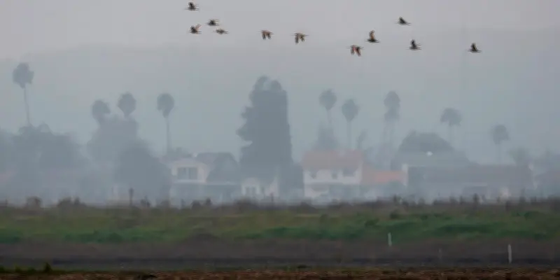 Le déclin accéléré des oiseaux d'Amérique du Nord, une étude alarmante
