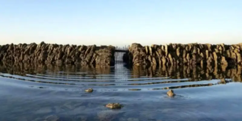 Le Foyer brénais alerte sur la sauvegarde des écluses à poissons d'Oléron
