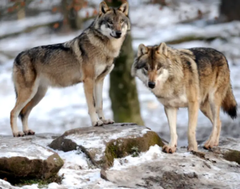 Le gouvernement assouplit les règles d'abattage des loups pour les éleveurs