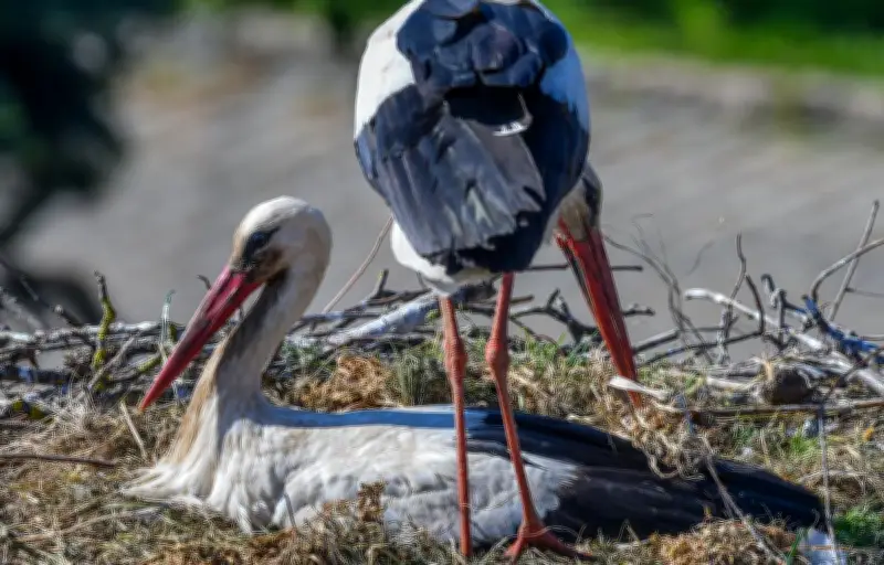 Le Grand-Est champion du sexe oral selon une étude sur les pratiques sexuelles des Français