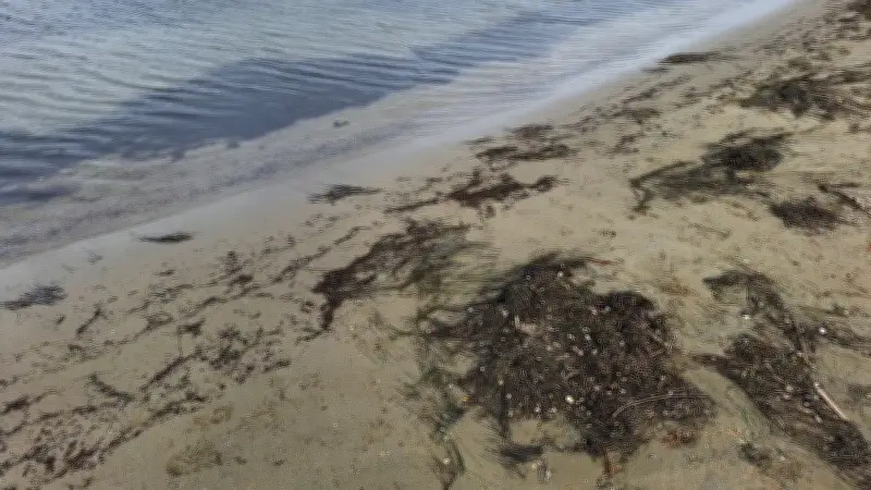 Le Grau-du-Roi lance un plan contre la zostère pour sauver la baignade