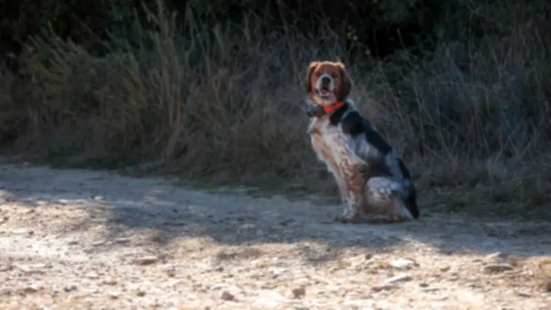 Le Grimp mobilisé pour le sauvetage de deux chiens de chasse en Lozère