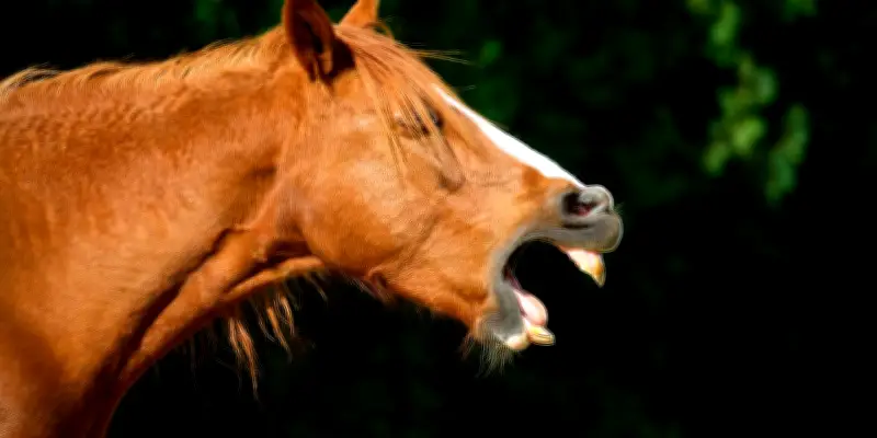 Le hennissement du cheval : un double mystère acoustique enfin élucidé