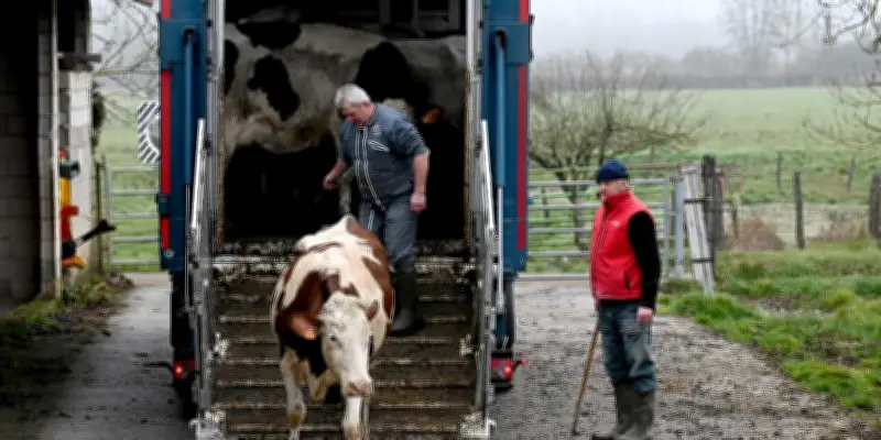 Le Jura accueille de nouvelles vaches après la crise de dermatose nodulaire