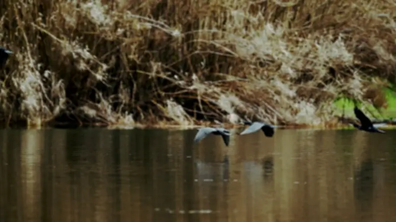 Le plan d'eau de Massillargues-Atuech protégé par un bail emphytéotique jusqu'en 2059