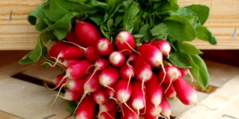 Le radis rose, un symbole d'amour français menacé par les nouvelles tendances