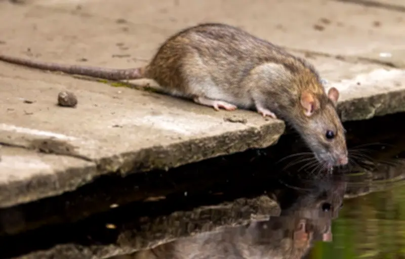Le rat brun : un stratège urbain doté d'une intelligence sociale méconnue