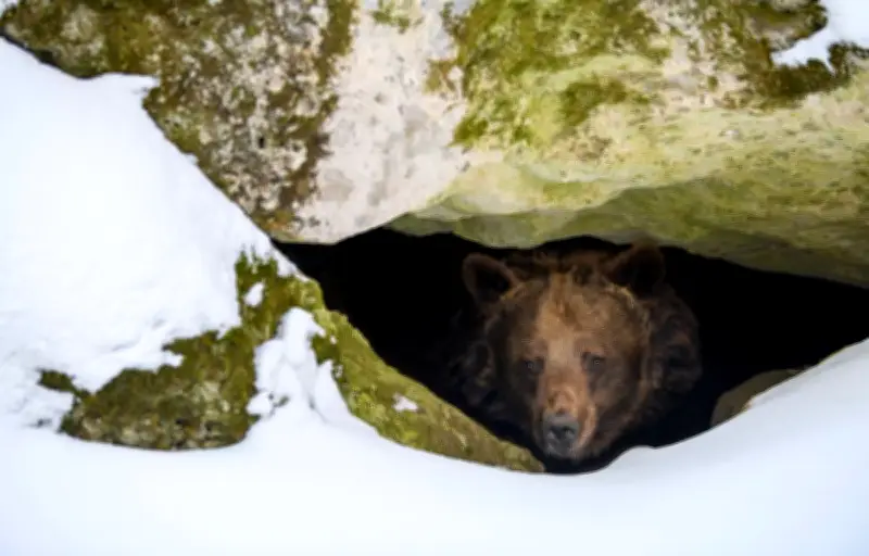 Le réchauffement hivernal perturbe la dormance millénaire des ours