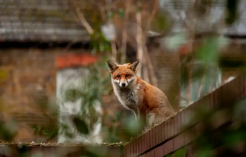 Le renard roux s'adapte à la vie urbaine : une stratégie de survie intelligente