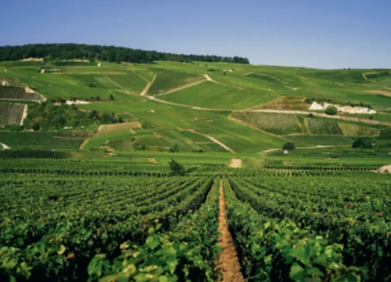 Le retour des vins tranquilles en Champagne : une renaissance historique et climatique