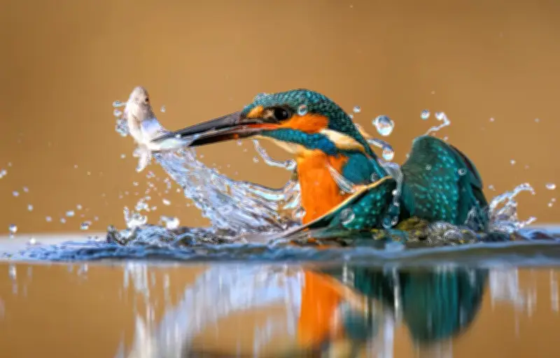 Le secret du martin-pêcheur : comment son bec et son crâne sont optimisés pour plonger