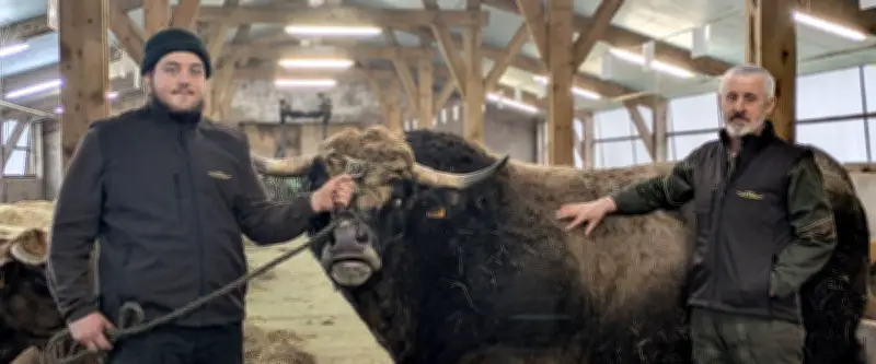 Le taureau Titan privé du Salon de l'agriculture 2026 à cause de l'épidémie de dermatose