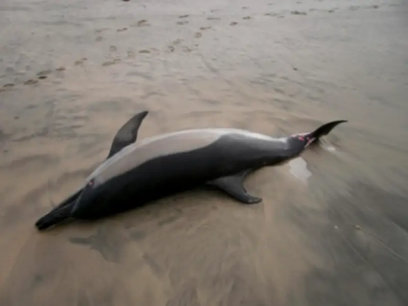 Le tribunal administratif de Poitiers rejette la requête du Comité des pêches sur les autopsies de dauphins