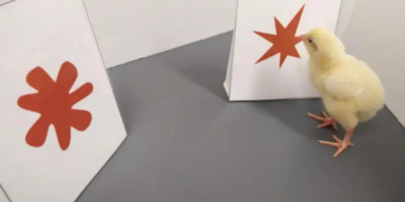 L'effet bouba-kiki : même les poussins associent sons et formes