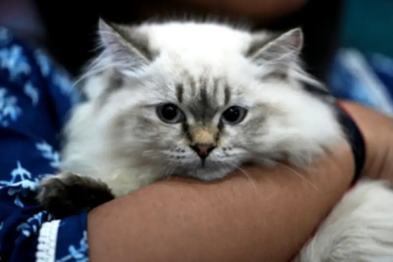 Les chats, alliés précieux dans la lutte contre le cancer selon une étude