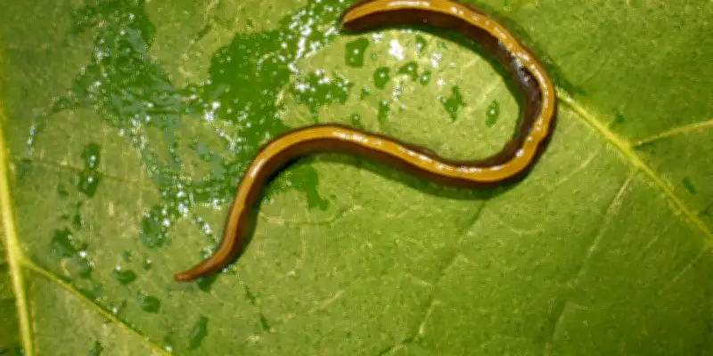 Les chats et chiens, vecteurs inattendus de la propagation des vers plats invasifs