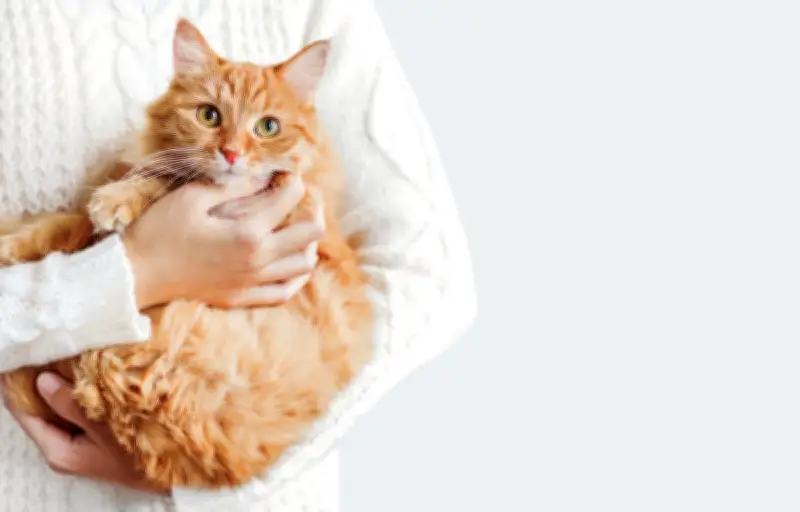 Les chats forment des attachements sociaux spécifiques avec leurs propriétaires